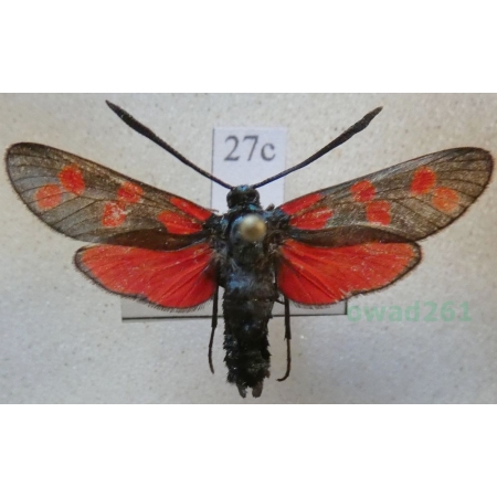 Zygaena filipendulae (Linnaeus, 1758) Kraśnik sześcioplamek Czech27c